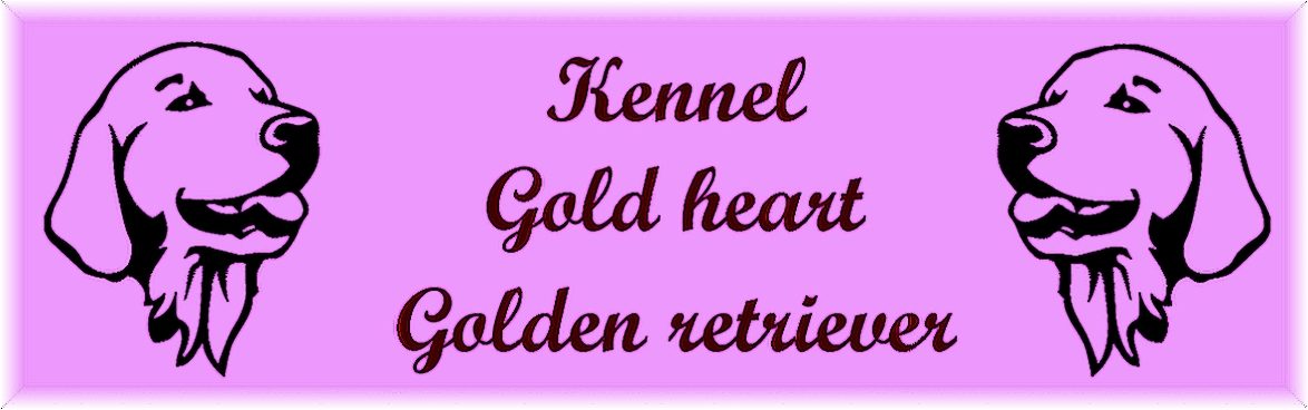 Gold heart – CHS Zlatých retrieverov